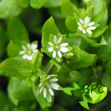 Chickweed herb oil (Canada)