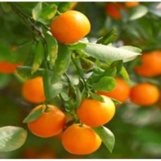Clementine Essential Oil (Italy)