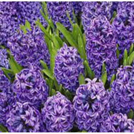 Hyacinth Floral Water
