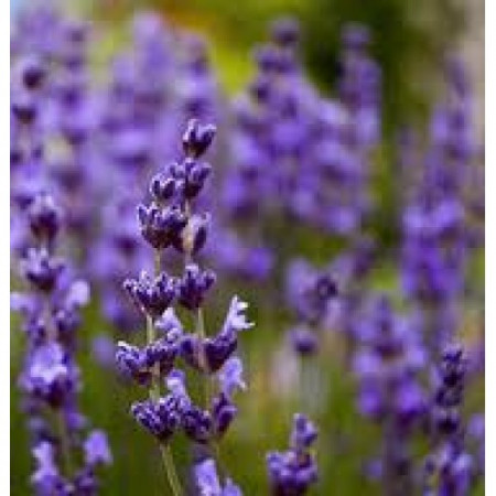 Lavender Floral Water (Kashmir)