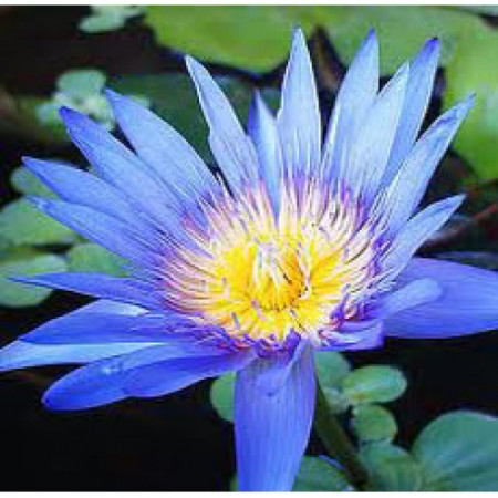 Lotus Blue Floral Water 