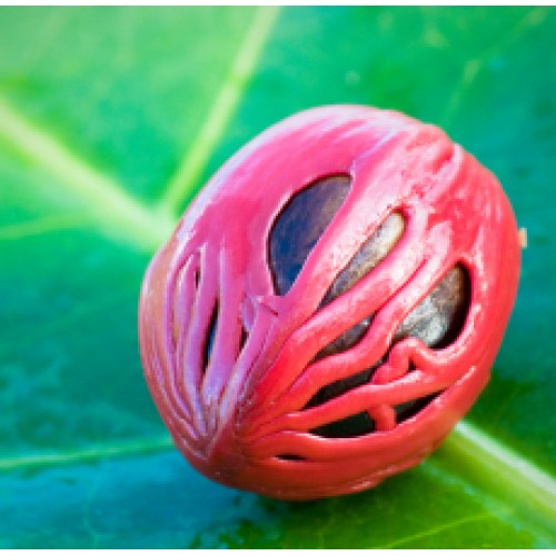 Premium Quality Key Mace Floral Water in Canada