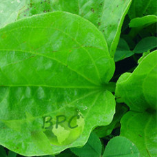 Plantain leaf oil (Canada)