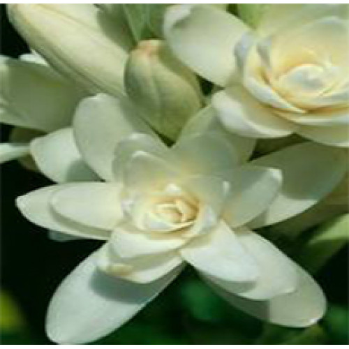Tuberose Absolute Organic - Polianthes Essential Oil