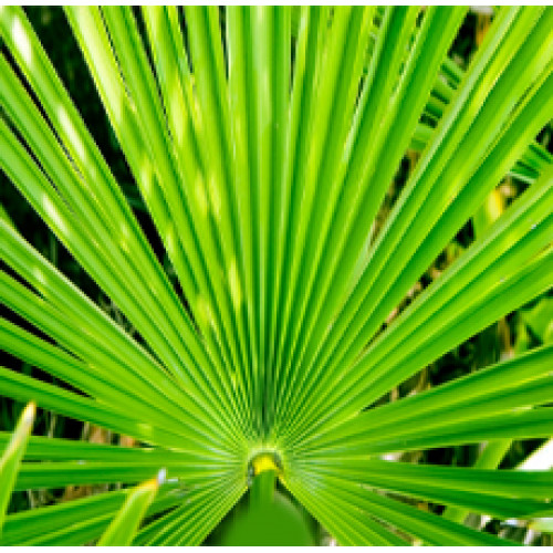 Saw Palmetto Herbal Oil
