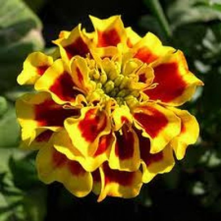 Tagetes Floral Water