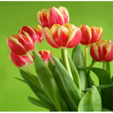 Tulip Floral Water