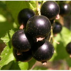 Black Current Seed Oil 