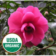 Camellia Seed ORGANIC