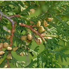 H2O Cedar Leaf  Essential Oil