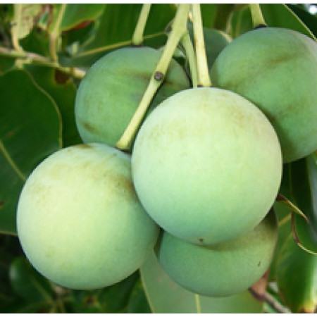 Macadamia Nut Oil Refined