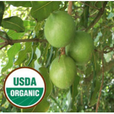 Macadamia Nut Virgin Organic