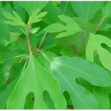 SASSAFRAS LEAVES CUT AND SIFTED