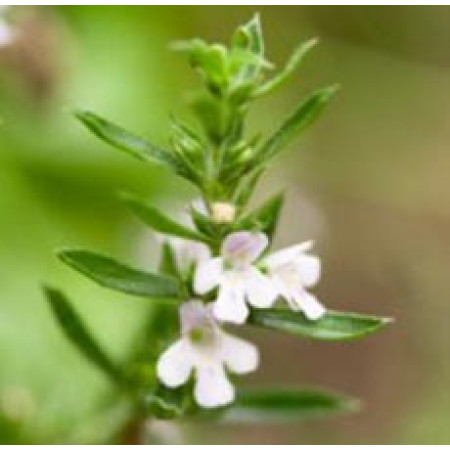 Savory Winter Essential Oil (France)