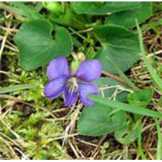 Violet Leaf Absolute