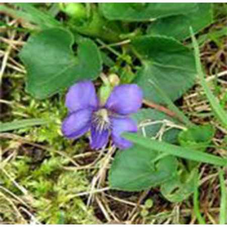 Violet Leaf Absolute