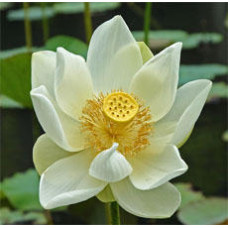 Lotus White Floral Water