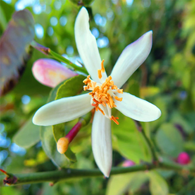 Petitgrain Essential Oil Petitgrain Essential Oil