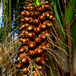 Babassu Oil Organic Babassu Oil Organic