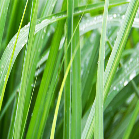 Palmarosa Essential Oil Palmarosa Essential Oil