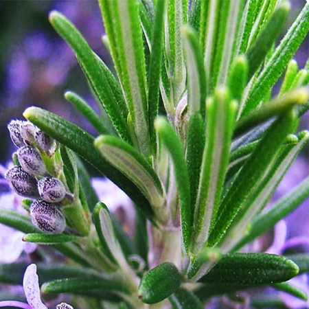 Rosemary Essential Oil Rosemary Essential Oil