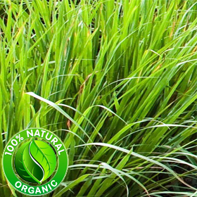 Vetiver Essential Oil ORGANIC Vetiver Essential Oil ORGANIC