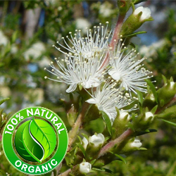 Tea Tree Essential Oil Organic Tea Tree Essential Oil Organic