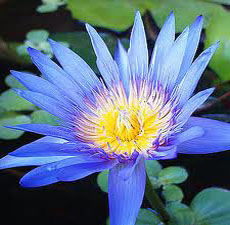 Lotus Blue Absolute Oil Lotus Blue Absolute Oil