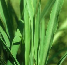 Citronella Essential Oil (Ceylon) (Shri Lanka) Citronella Essential Oil (Ceylon) (Shri Lanka)