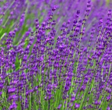 H2O Lavender Essential Oil (Kashmir) H2O Lavender Essential Oil (Kashmir)